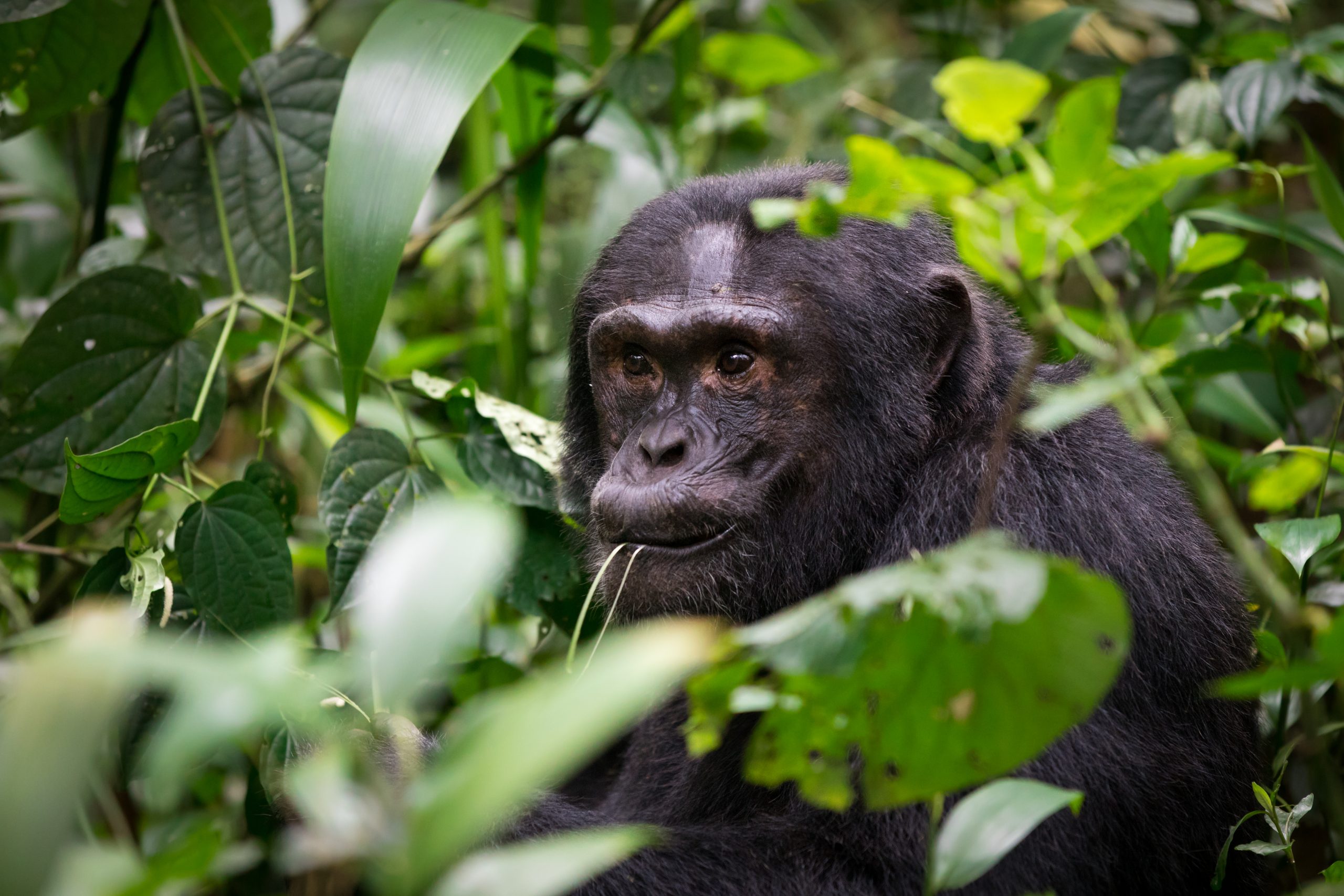 4 Days Kibale Forest Chimpanzee Trekking and Queen Elizabeth Wildlife Safari