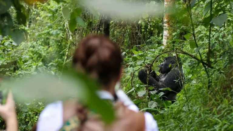 Mountain gorillas
