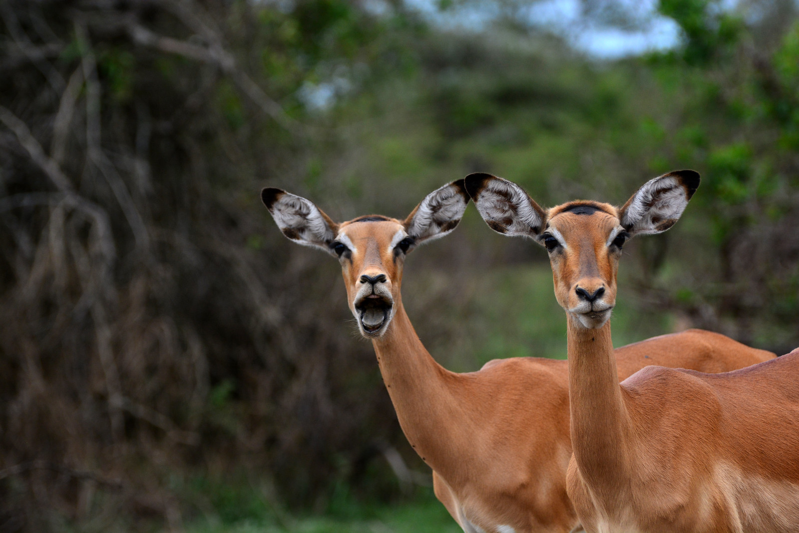 3 Days Lake Mburo National Park Wildlife Safari