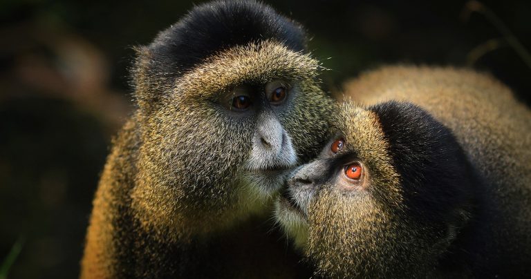 Ripple Safaris - gorilla trekking and wildlife safari experience in Uganda and Rwanda