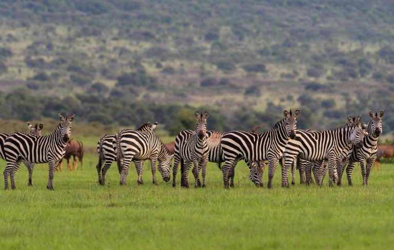 Ripple Safaris - gorilla trekking and wildlife safari experience in Uganda and Rwanda