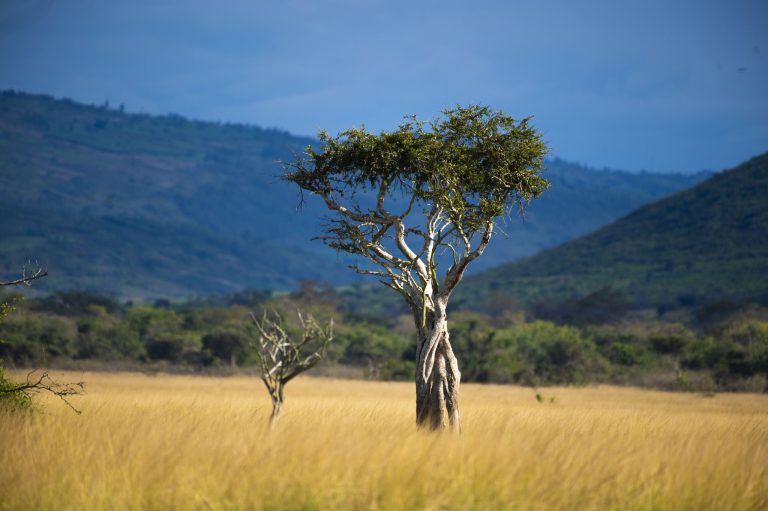 Akagera savannah