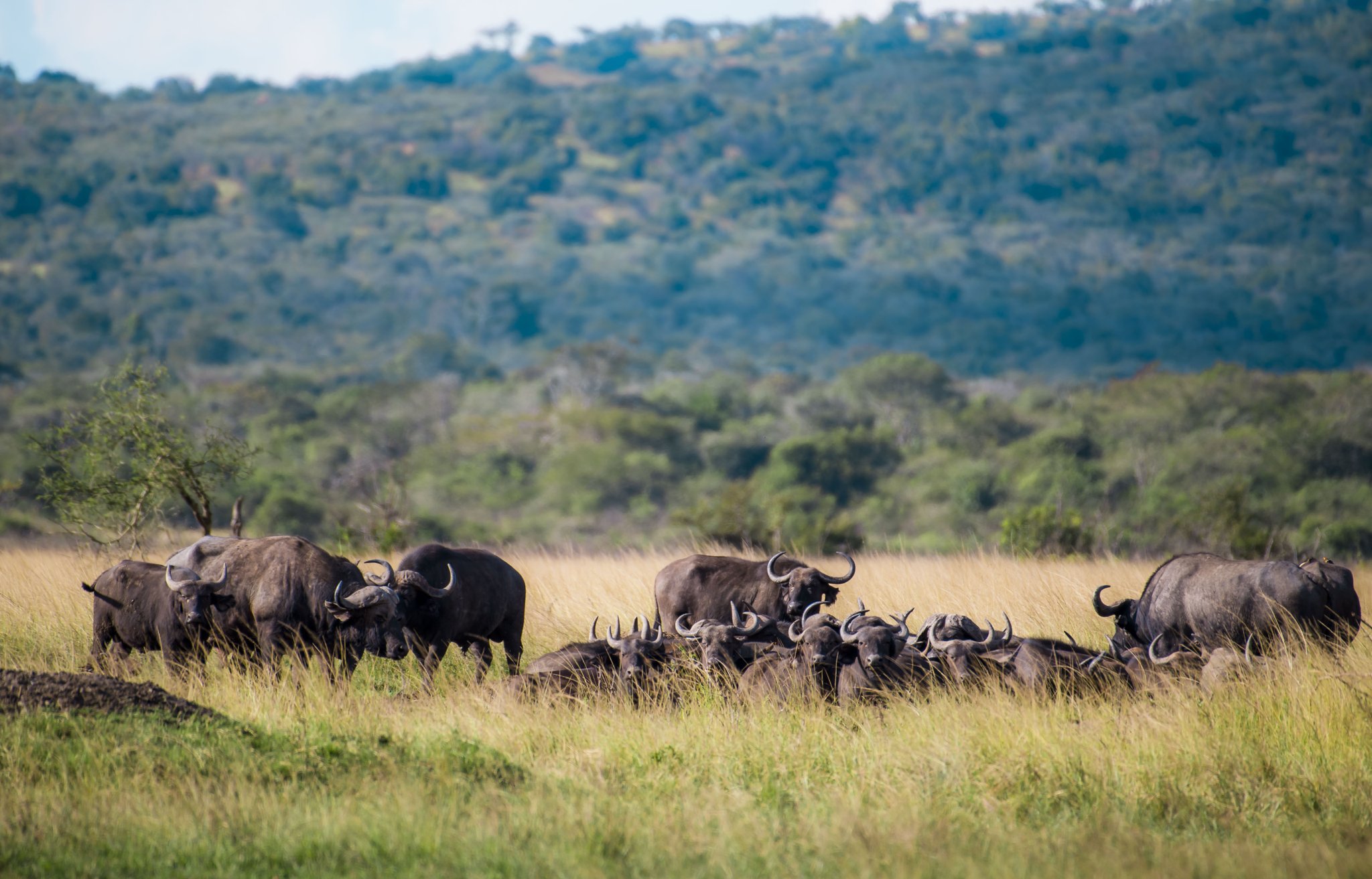 Akagera National Park