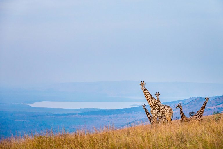 Ripple Safaris - gorilla trekking and wildlife safari experience in Uganda and Rwanda