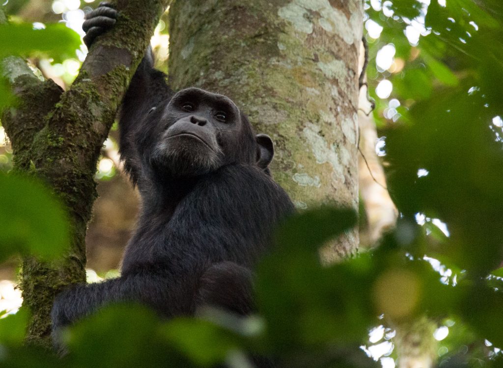 Chimpanzee Trekking Tours in Uganda: A Kibale Guide