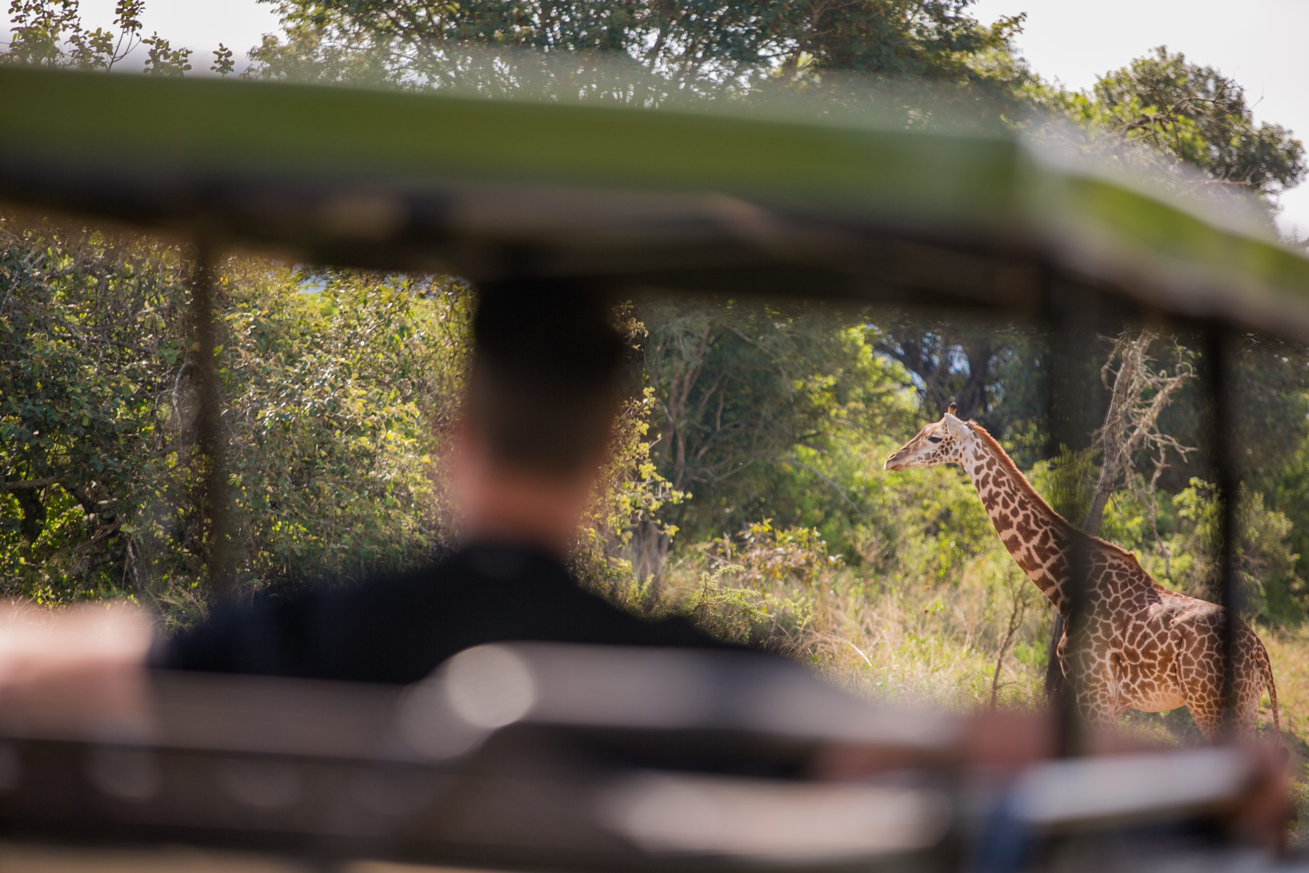 1 Day Akagera National Park Wildlife Safari