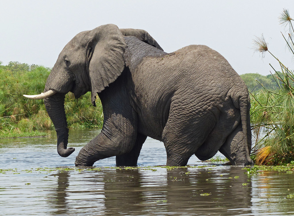 5 Days Murchison Falls Wildlife Safari and Kibale Chimpanzee Trekking Safari