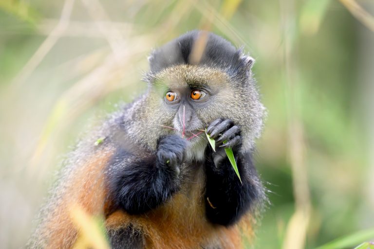 Golden Monkey Trekking in Rwanda: Permits, Costs & Tips