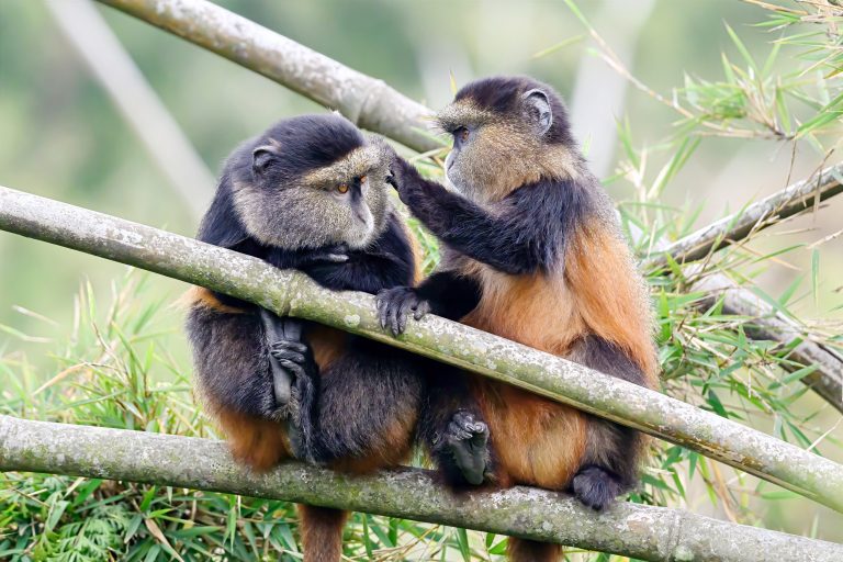 Golden monkeys