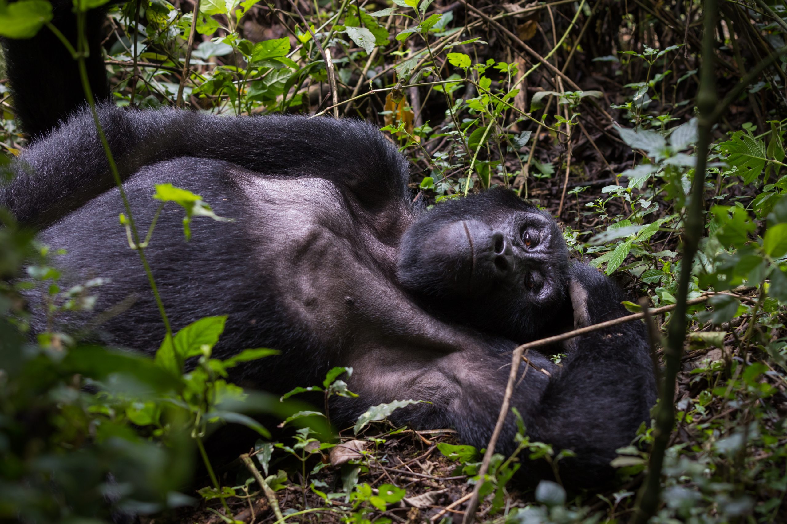 4 Days Bwindi Gorilla Trekking & Lake Bunyonyi Experience