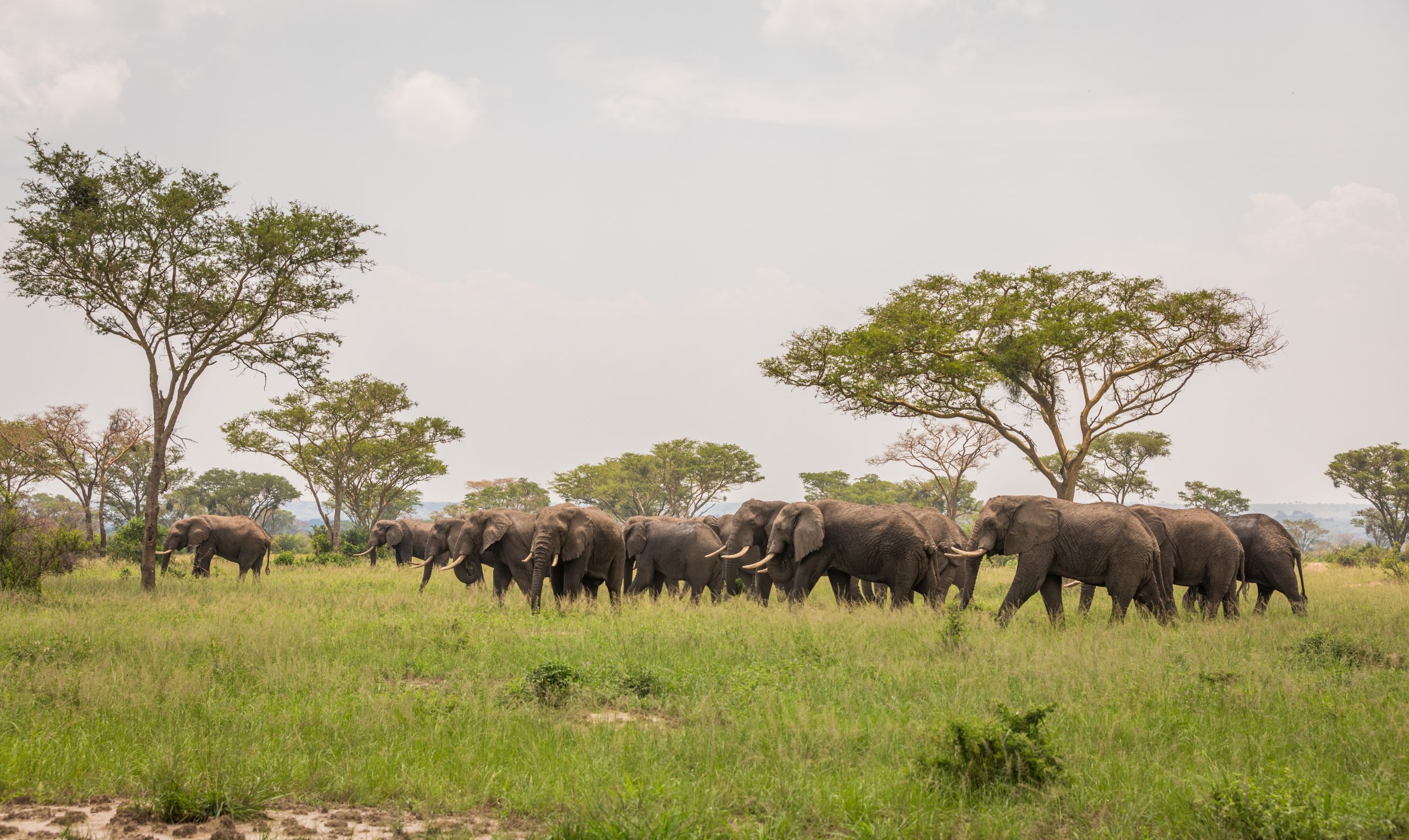 Queen Elizabeth National Park