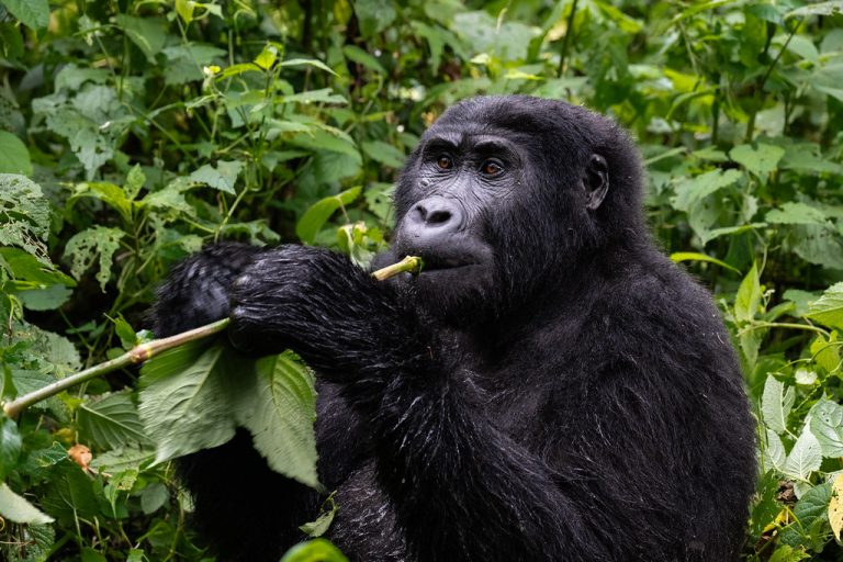 Uganda-bwindi-impenetrable-forest-np_54899013165_l