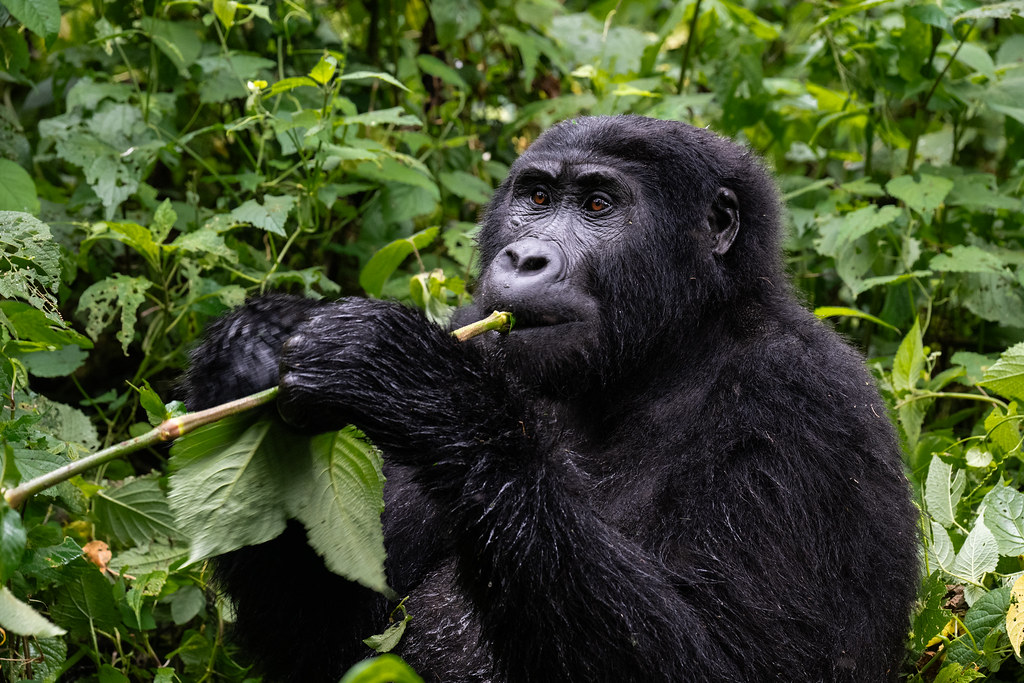 Uganda-bwindi-impenetrable-forest-np_54899013165_l