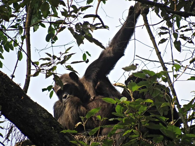 Chimpanzee Trekking in Rwanda: The Complete Nyungwe Forest Guide