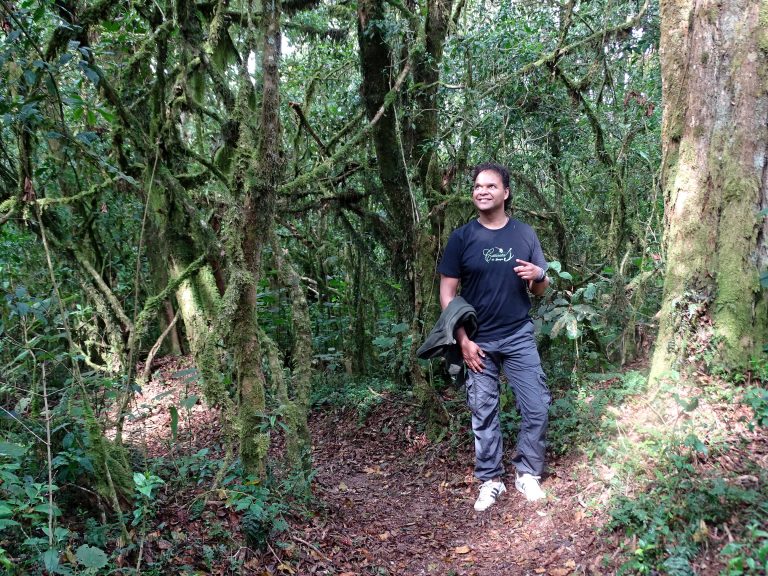 Forest trails