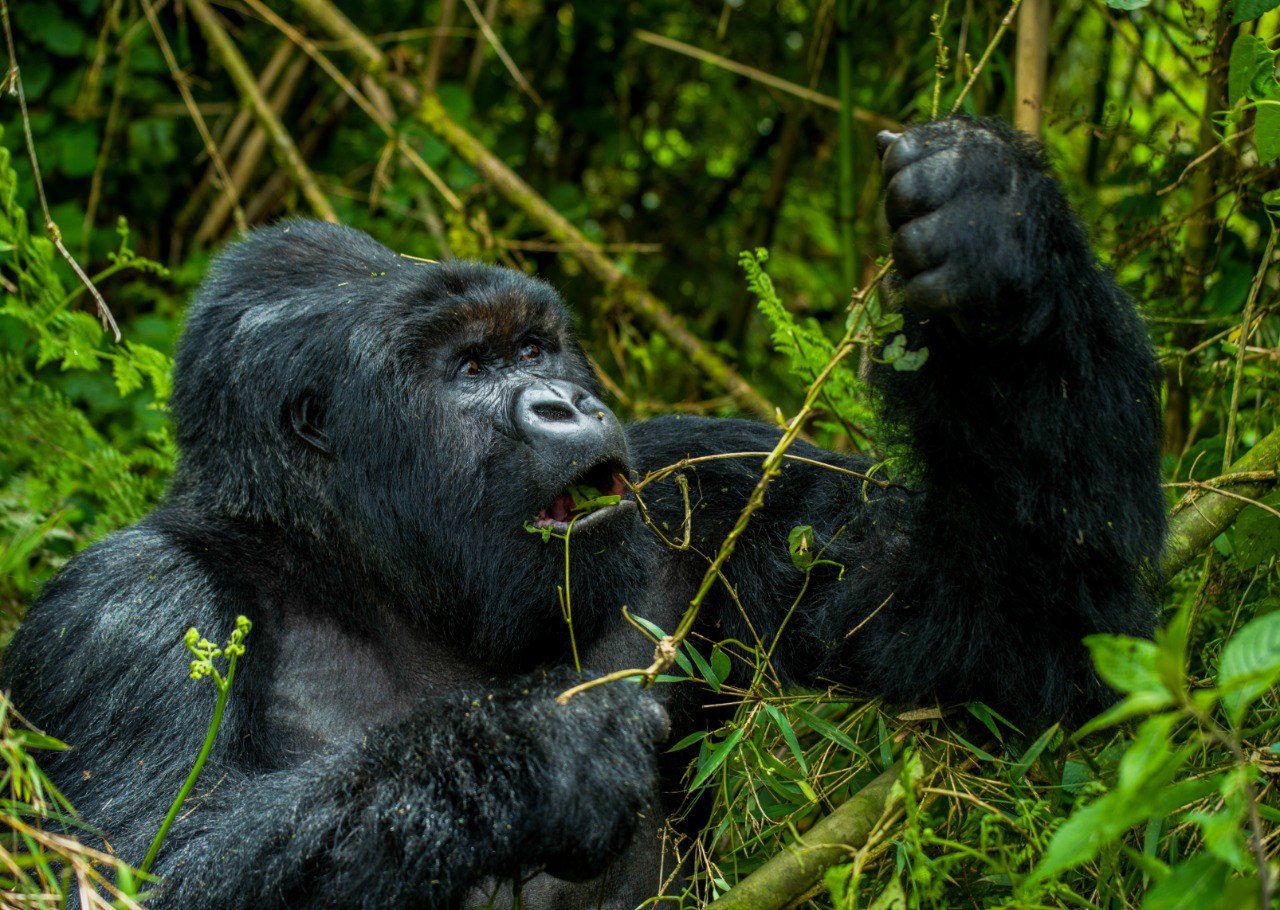6 Days Gorilla Trekking and Wildlife Safaris Rwanda