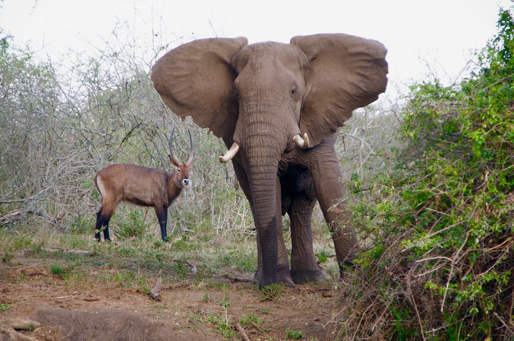 4 Days Queen Elizabeth National Park Wildlife Safari & Chimpanzee Trekking Tour