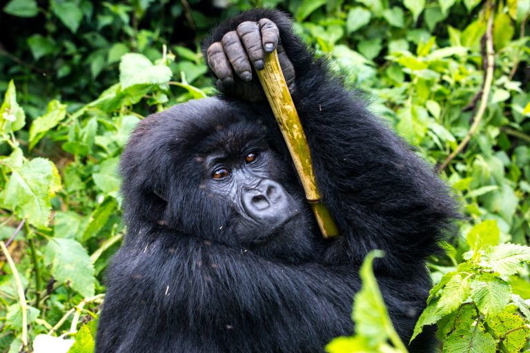 Ripple Safaris - gorilla trekking and wildlife safari experience in Uganda and Rwanda