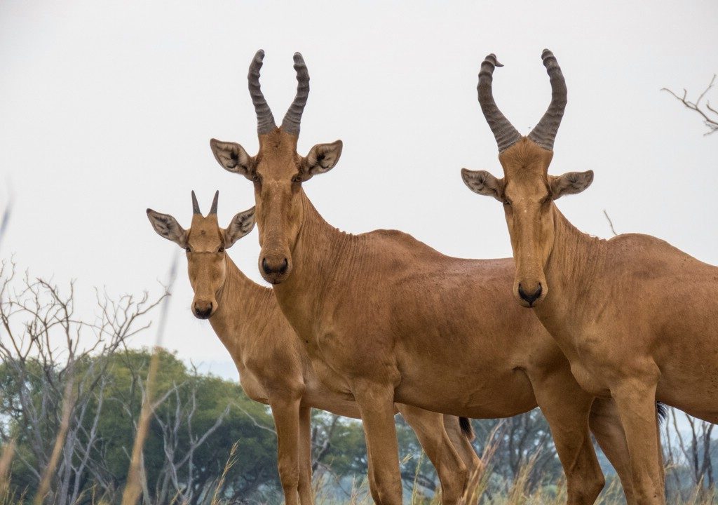 3 Days Murchison Falls Wildlife Safari